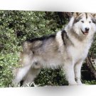 Dog Hugabear Alaskan Malamute A1 Xlarge Canvas