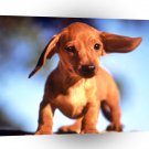 Dog Im All Ears A1 Xlarge Canvas