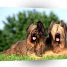 Dog In Need Of A Trim Briard A1 Xlarge Canvas