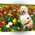 Dog Irish Wolfhound Mix A1 Xlarge Canvas