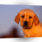 Dog Labrador Puppy A1 Xlarge Canvas