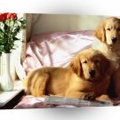 Dog Lazy Days A1 Xlarge Canvas