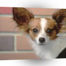 Dog Leather Papillion A1 Xlarge Canvas
