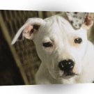 Dog Liza American Pit Bull Terrier A1 Xlarge Canvas