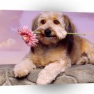 Dog Looking For Love A1 Xlarge Canvas