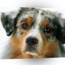 Dog Love Me A1 Xlarge Canvas