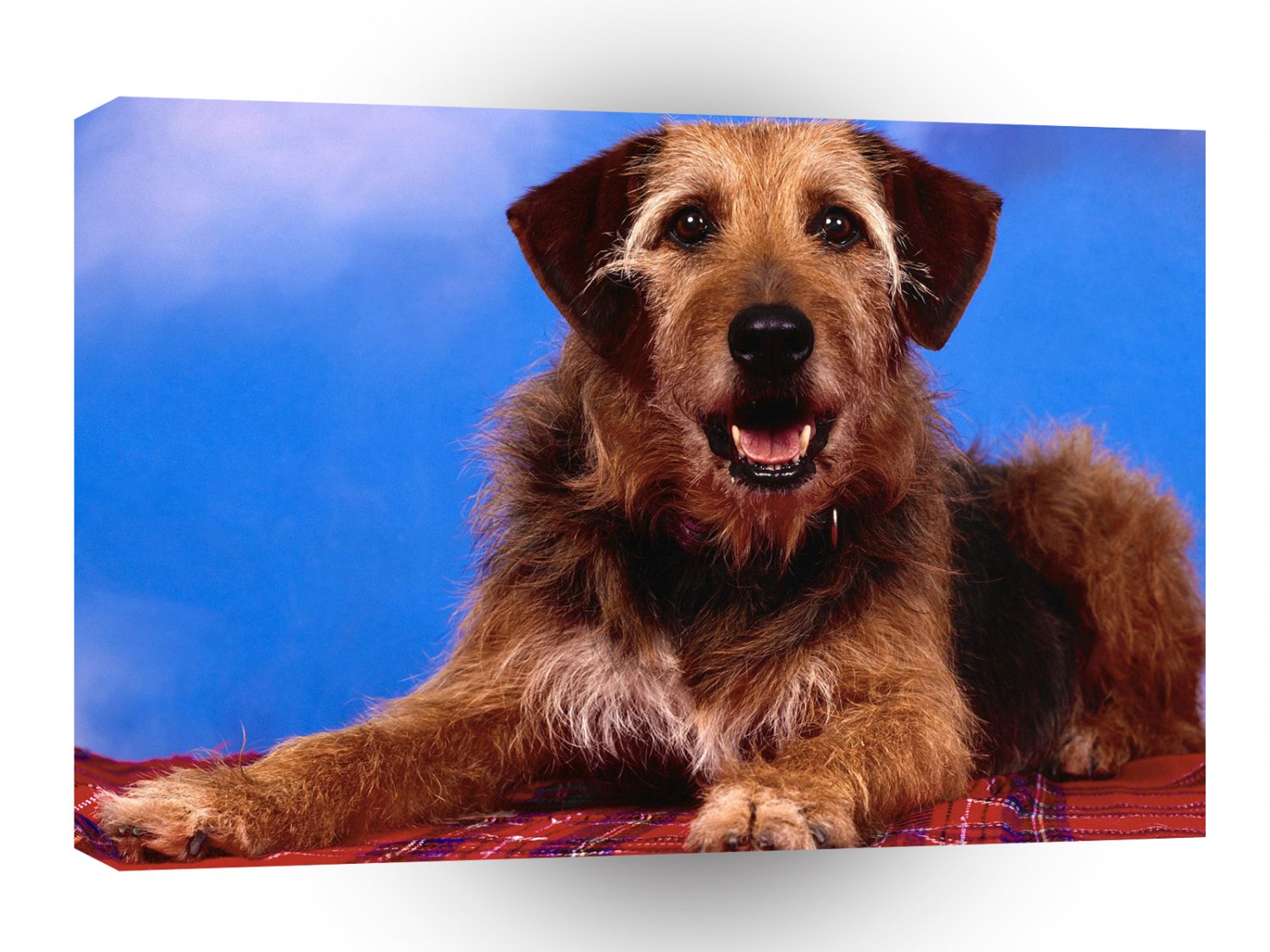 Dog Magic A1 Xlarge Canvas