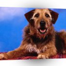 Dog Magic A1 Xlarge Canvas
