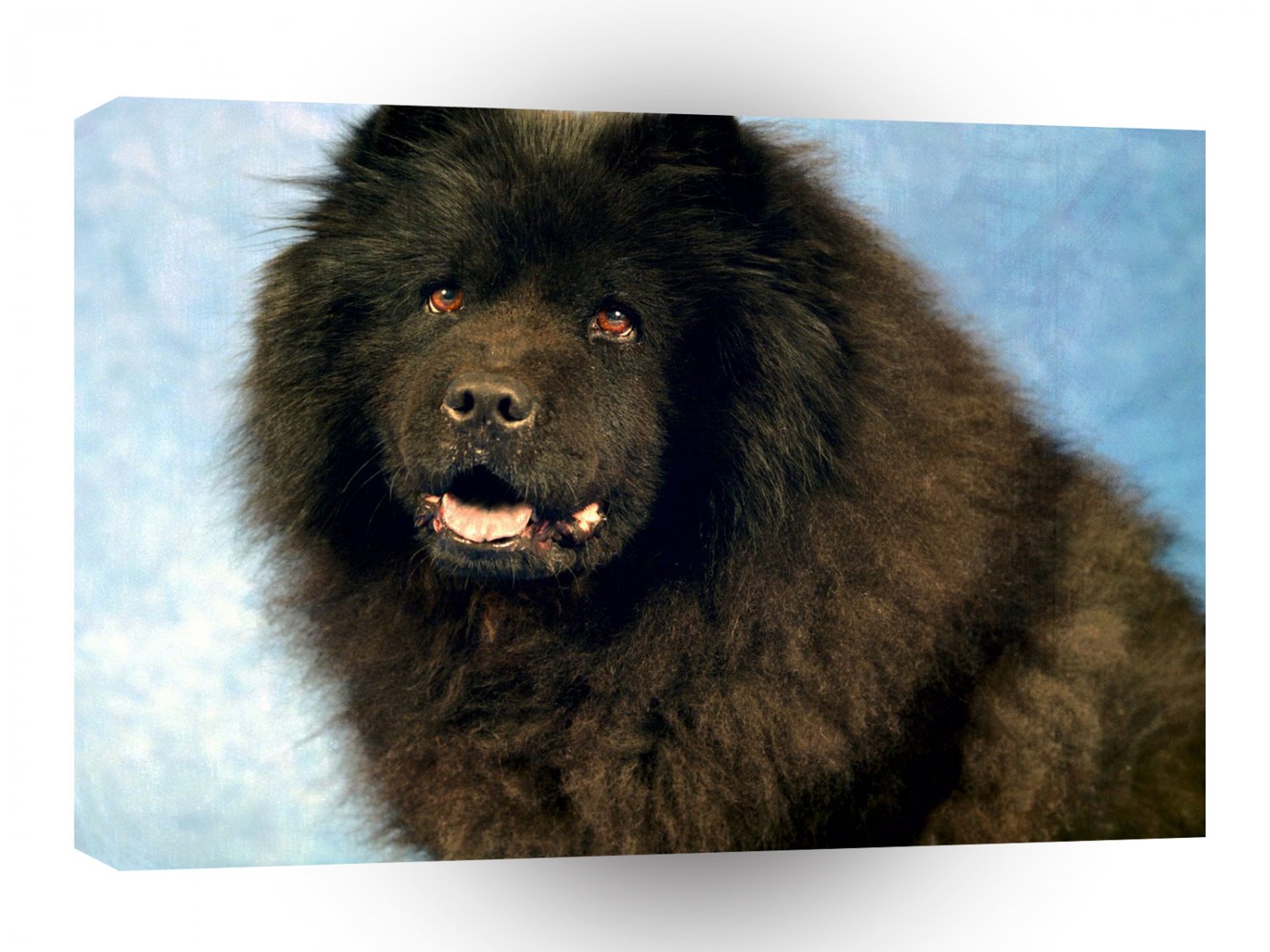 Dog Midnight Magic Chow Chow A1 Xlarge Canvas