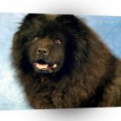 Dog Midnight Magic Chow Chow A1 Xlarge Canvas