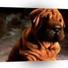 Dog Mr Wrinkles A1 Xlarge Canvas