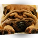 Dog Mr Wrinkles Snooze A1 Xlarge Canvas