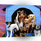 Dog No Cats Allowed A1 Xlarge Canvas