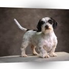 Dog Pibald Champion Wirehaired A1 Xlarge Canvas