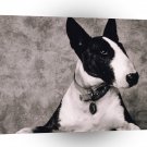 Dog Picture Day A1 Xlarge Canvas