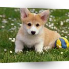 Dog Play Time A1 Xlarge Canvas