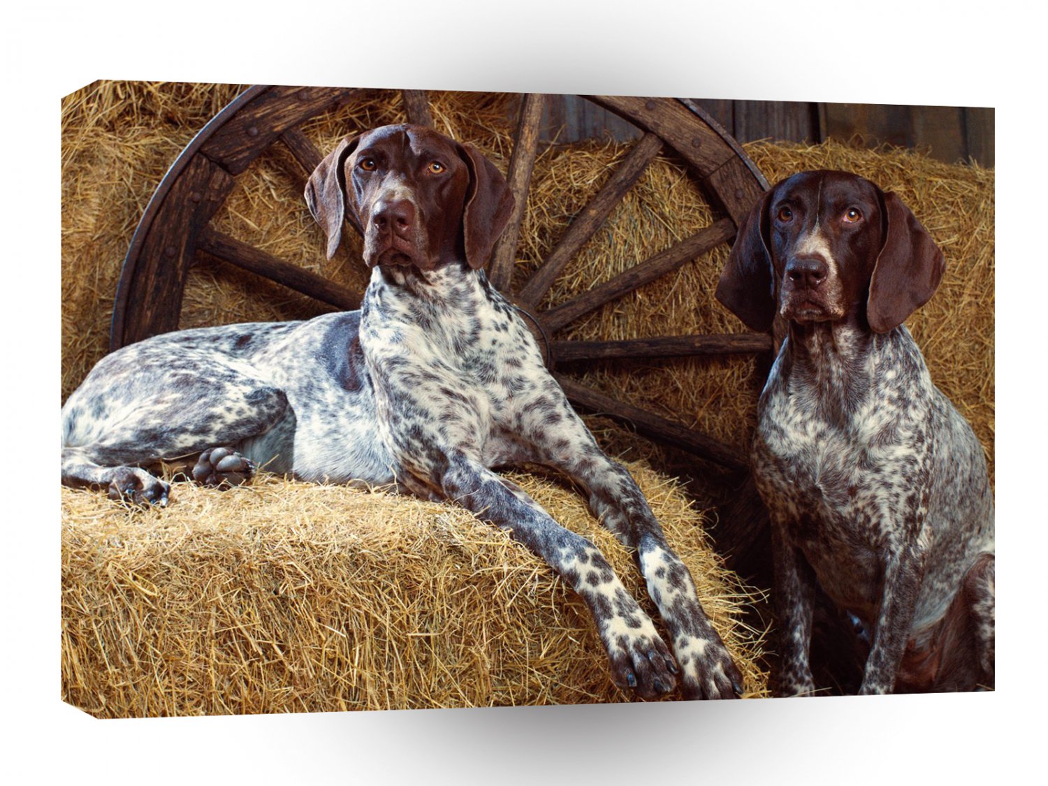 Dog Pointers A1 Xlarge Canvas
