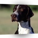 Dog Polly The Pointer White A1 Xlarge Canvas