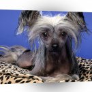 Dog Poppy Chinese Crested A1 Xlarge Canvas