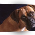Dog Pretty Fawn White Boxer A1 Xlarge Canvas