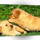 Dog Puppy Power A1 Xlarge Canvas