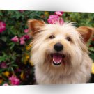 Dog Pure Attention Terrier Mix A1 Xlarge Canvas