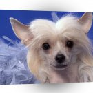 Dog Pyramid Chinese Crested A1 Xlarge Canvas