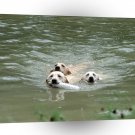 Dog Race To The Finish A1 Xlarge Canvas