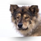 Dog Ranger A Coydog A1 Xlarge Canvas