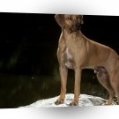 Dog Red Hot Chili Rhodesian Ridgeback A1 Xlarge Canvas