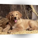 Dog Retriever Puppy A1 Xlarge Canvas