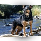Dog Rocky By A Stream A1 Xlarge Canvas