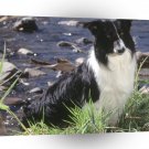Dog Rocky Mountain Border Collie A1 Xlarge Canvas
