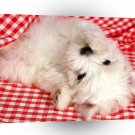 Dog Rolling Around A1 Xlarge Canvas