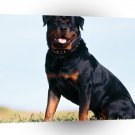 Dog Rottweiler A1 Xlarge Canvas