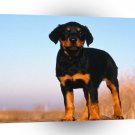 Dog Rottweiler Puppy A1 Xlarge Canvas