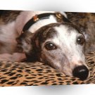 Dog Roughing It Greyhound A1 Xlarge Canvas