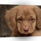 Dog Scotia Duck Retriever A1 Xlarge Canvas