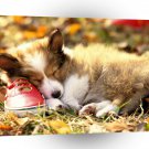 Dog Shoe Fits Shetland Sheepdog A1 Xlarge Canvas