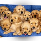 Dog Siblings Retriever Puppies A1 Xlarge Canvas