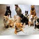 Dog Sit And Smile A1 Xlarge Canvas