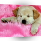Dog Sleeping The Day Away A1 Xlarge Canvas