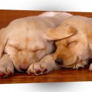 Dog Sleeping The Job Lab Puppies A1 Xlarge Canvas