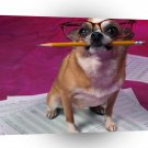Dog Small Homework A1 Xlarge Canvas