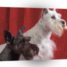 Dog Small Scots Best Mates A1 Xlarge Canvas