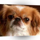Dog Smile For The Camera A1 Xlarge Canvas