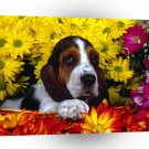 Dog Spring Scents Basset Hound A1 Xlarge Canvas