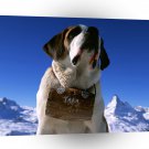 Dog St Bernard Matterhorn Switzerland A1 Xlarge Canvas
