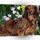 Dog Standard Longhair Dachshund A1 Xlarge Canvas
