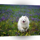 Dog Summer Play Samoyed A1 Xlarge Canvas